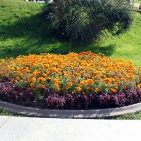 Round flowerbed with erect marigolds