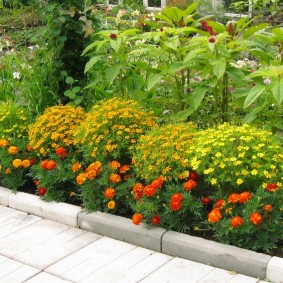 Stunted marigolds along a concrete curb
