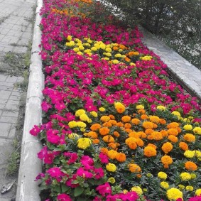 Bard petunias in the same flowerbed with marigolds