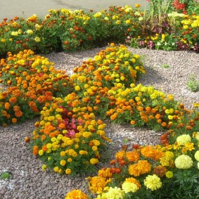 Multi-colored marigolds on a flowerbed with gravel