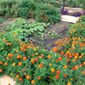 Marigold planting in garden beds