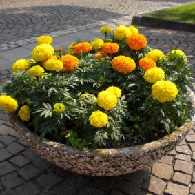 Round Flowerpot
