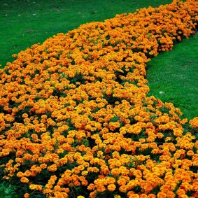 Strip of Orange Marigolds on an English Lawn