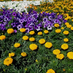 En kombinasjon av syrin petunia og gule tagetter