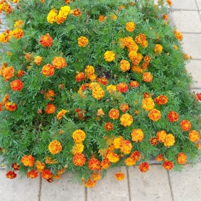 Simple flower bed with low-grade tagetes