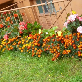 Bushes of middle-aged tagetes