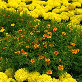 Combining marigolds of different varieties on one flower bed