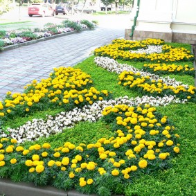 Îmbrăcarea paturilor de flori de galbenele în centrul orașului
