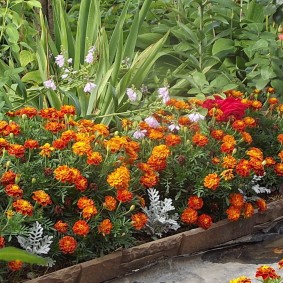 Clove marigolds on a garden flower bed