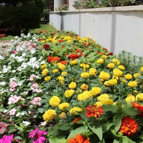 Flowerbed of annual plants of different varieties