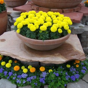 Huge flowerbed in the shape of a sun