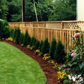 Young arborvitae along a wooden fence