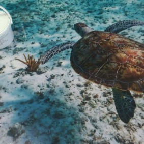 Bir deniz kaplumbağası görüntü ile 3D kat