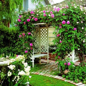 Urcând trandafiri pe o pergolă de grădină