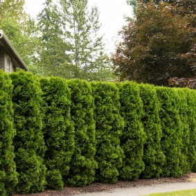 Coniferous hedge