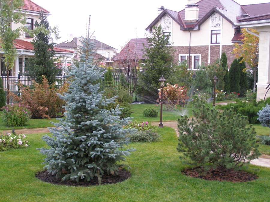 شجرة عيد الميلاد مع الإبر الزرقاء على العشب الأخضر
