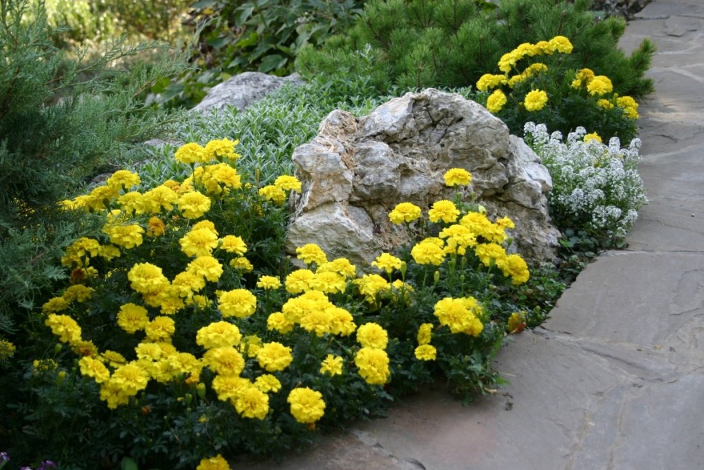 Light yellow marigolds in a flowerbed with a stone