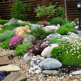 flower beds with stones do-it-yourself photo species