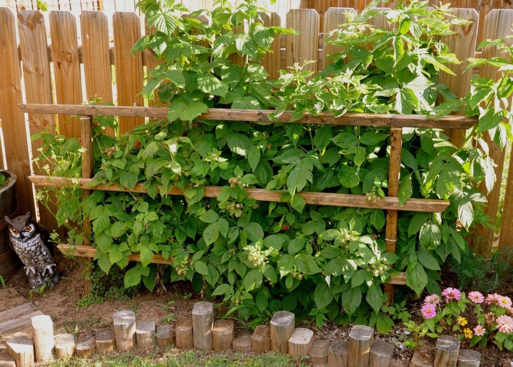 Frambozen planten langs een houten hek