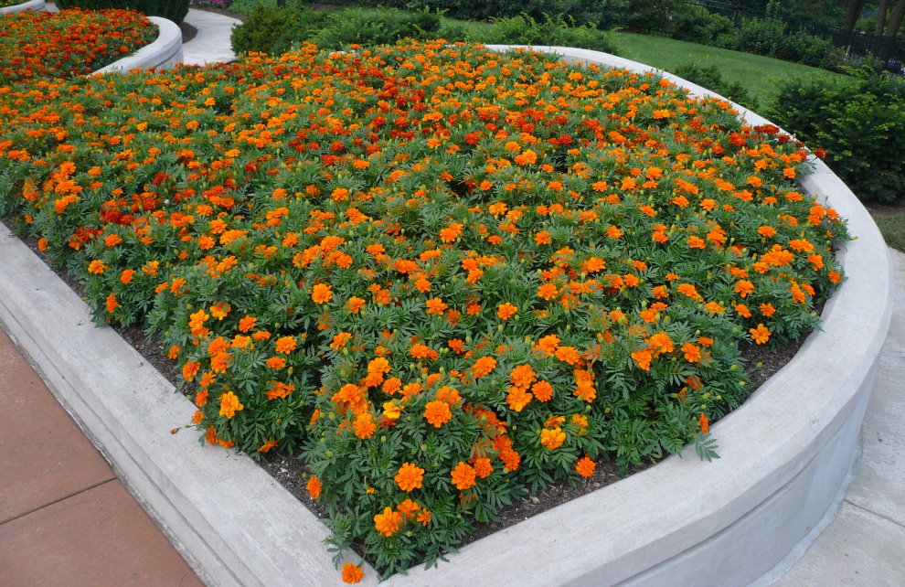 Garden flowerbed with orange marigolds