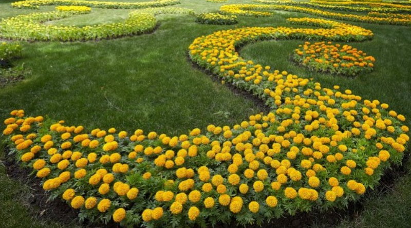 Lawn decor with stunted marigolds