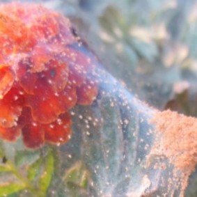 Signs of marigold damage with a spider mite