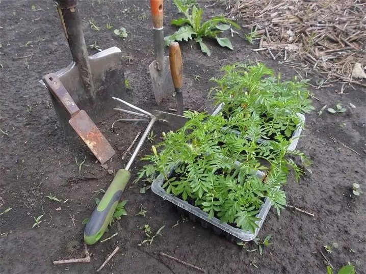 Planting marigold seedlings in open ground