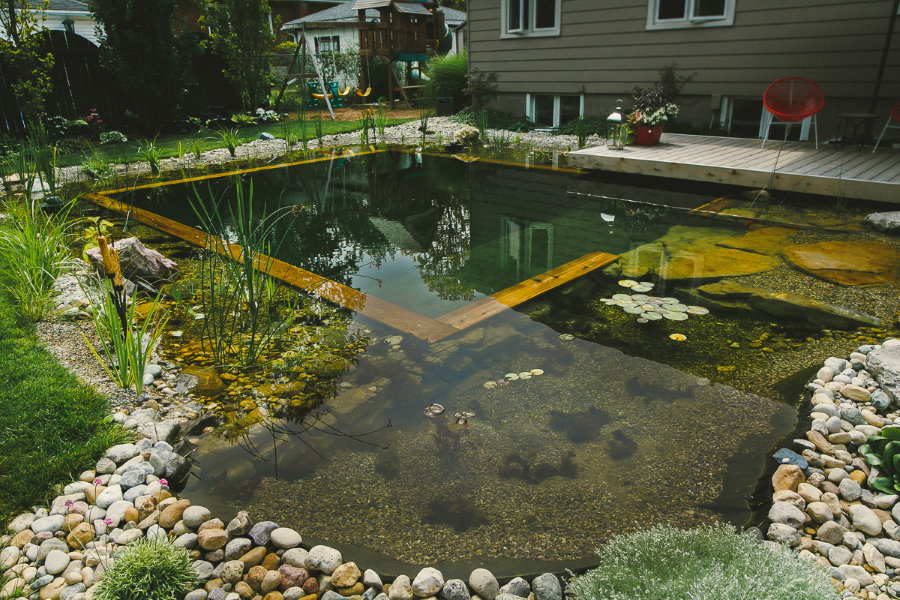 Přírodní venkovský bazén s vodními rostlinami