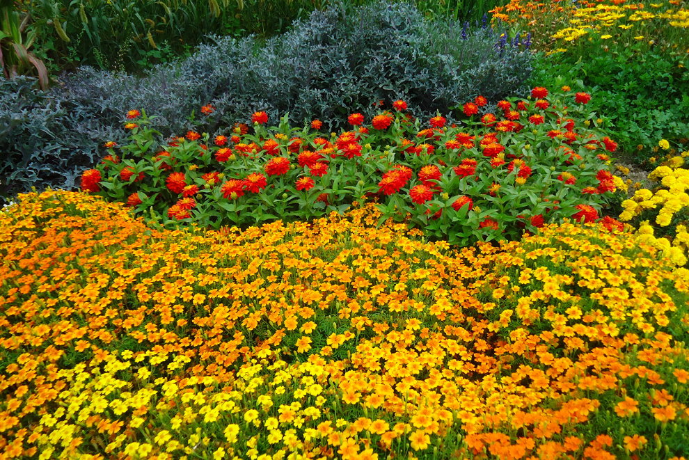 Bright marigolds in the middle of a garden flower bed