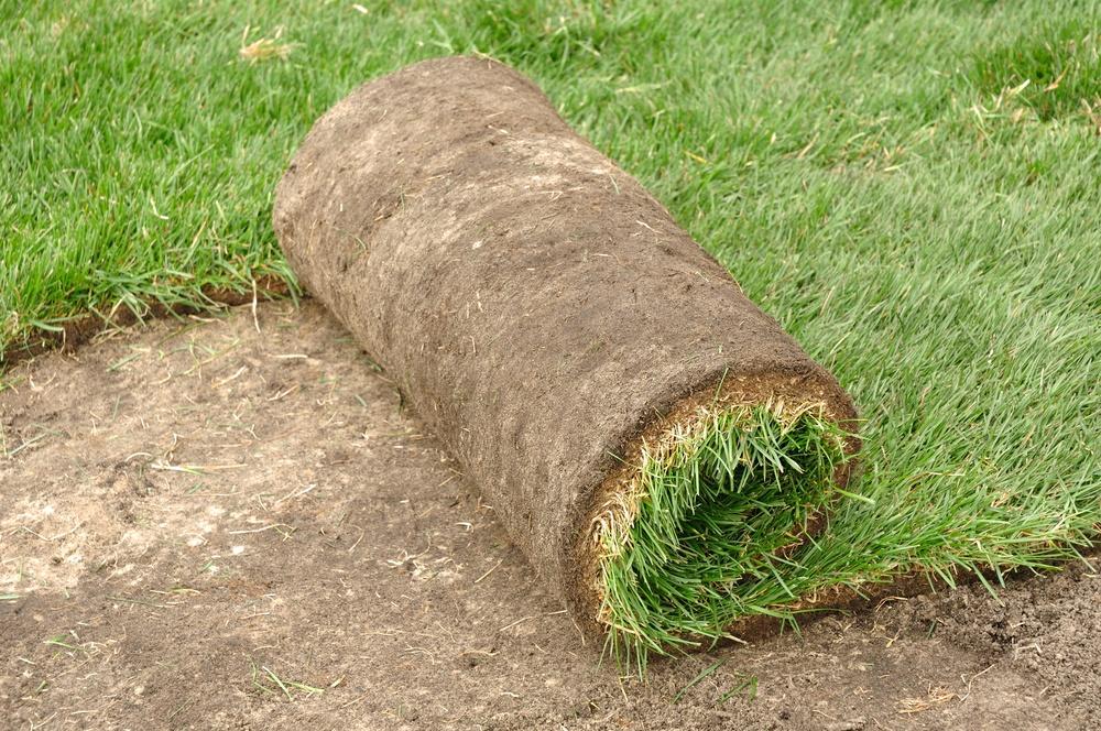 Laying a roll lawn in the garden