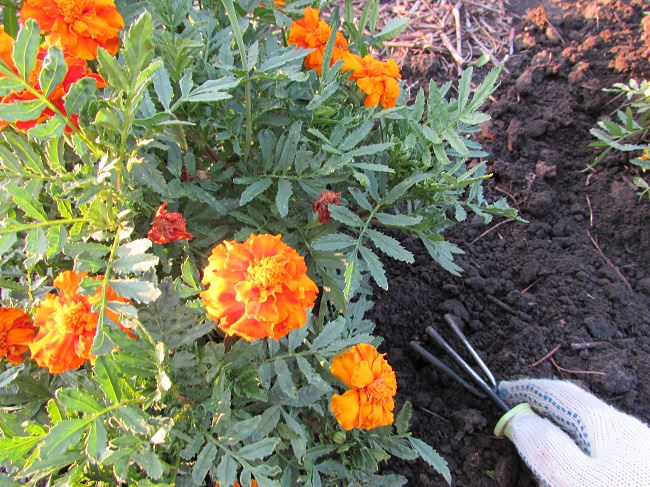 Loosening the soil surface on a flower bed with marigolds