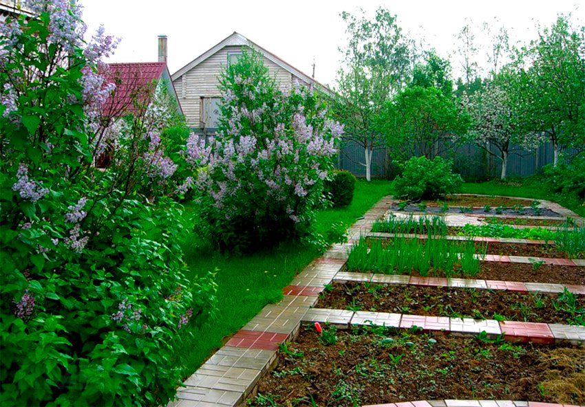 Paturi de grădină în parcela de grădină de 6 acri