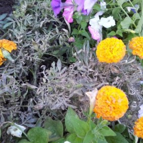 Defeat of marigold with gray rot fungus
