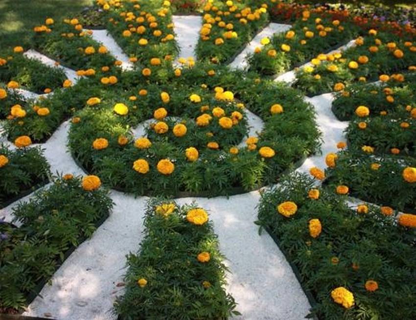 Blomsterbed av ringblomstene i form av en sol