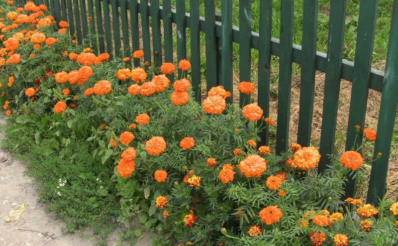 Marigold landing along the fence in the country