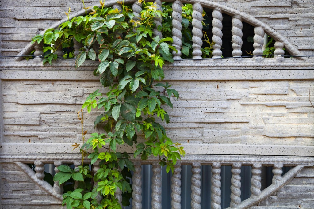 Druiven van het meisje op het gewapend betonnen gedeelte van het hek