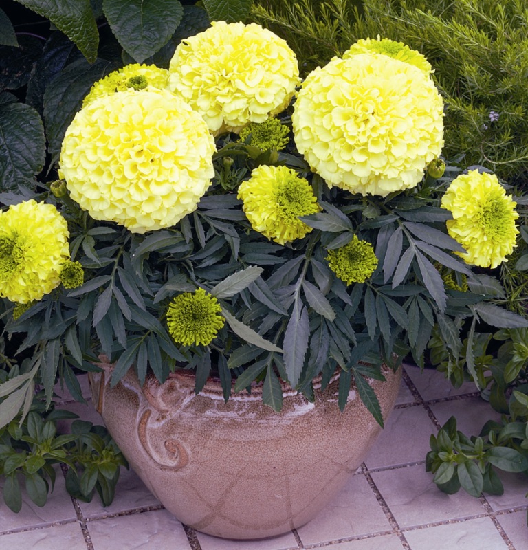 Yellow terry marigolds in a ceramic pot