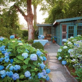 Blåa blommor på hortensiabuskar