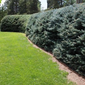 hedge shrubs