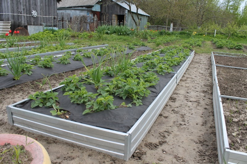 Planting garden strawberries on galvanized beds