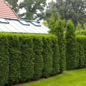 coniferous hedge